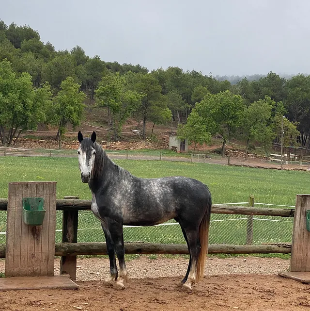 Caballo